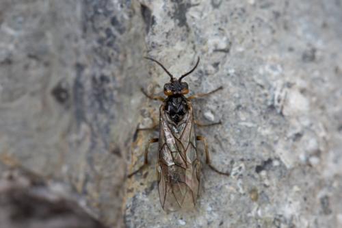 Nematinae